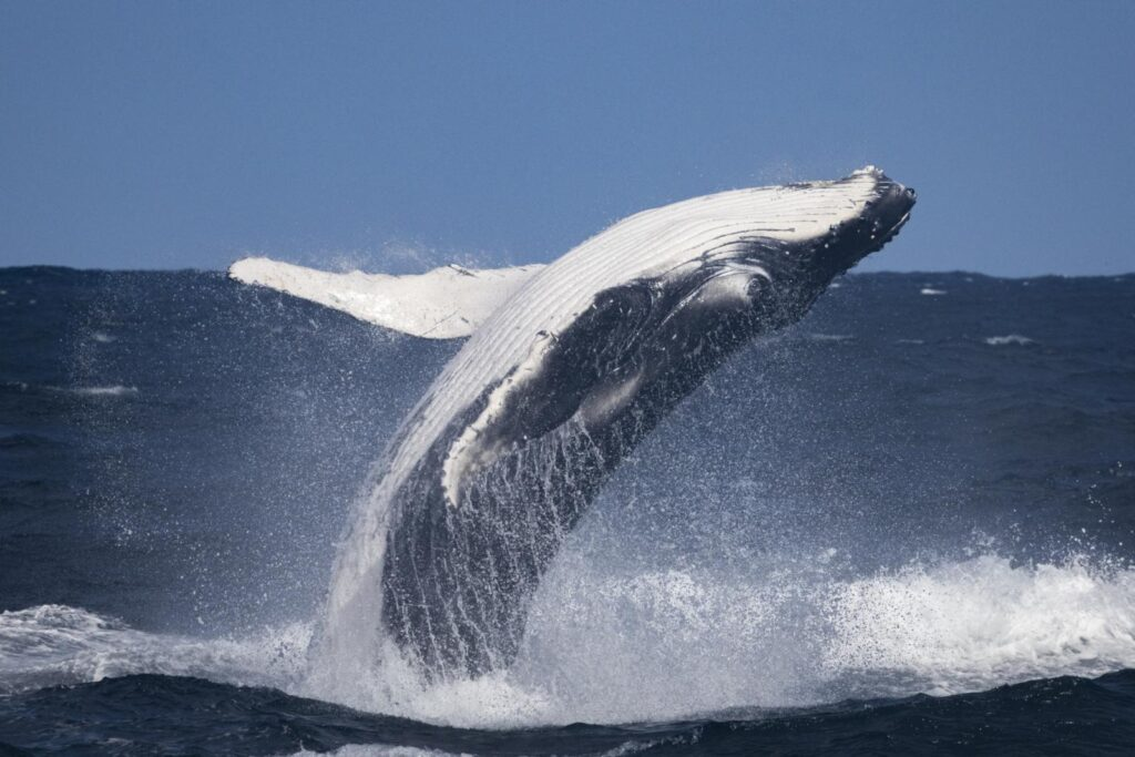 Une baleine bleue qui fait un saut hors de l'eau
