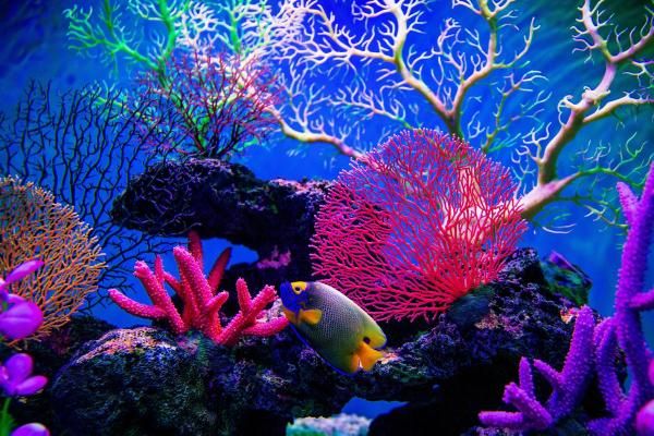 Récif de corail avec un petit poisson