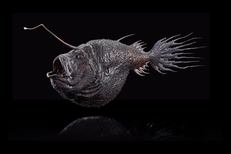 Poisson lanterne sur un fond noir