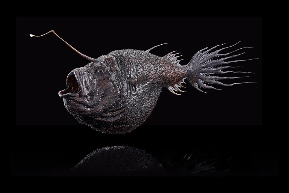 Poisson lanterne sur un fond noir