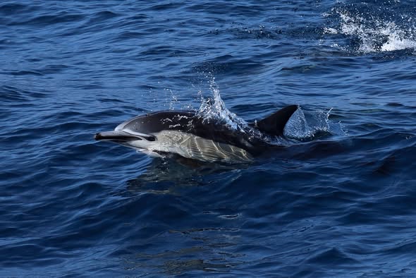 Dauphin sautant hors de l'eau